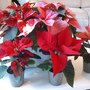 Réussir la culture du poinsettia - Etoile de Noël