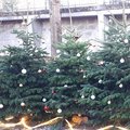 Comment recycler son sapin de Noël après les fêtes ?