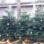 Comment recycler son sapin de Noël après les fêtes ?