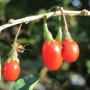 Cultiver les baies de goji