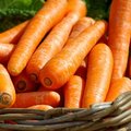 Semer des carottes toute l'année