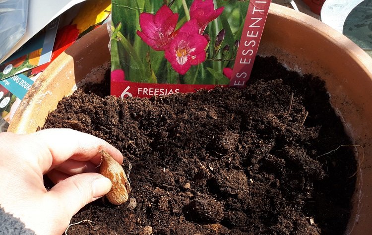 Comment planter les bulbes de freesia dans un pot ?