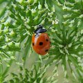 Le biocontrôle au jardin