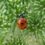 Le biocontrôle au jardin