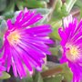Bouturer le delosperma