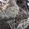 Les végétaux à racines nues