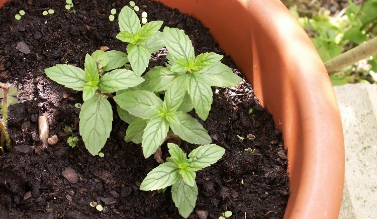 Bouturer un pied de menthe