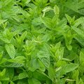 Comment avoir de la menthe toute l'année ?