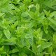 Comment avoir de la menthe toute l'année ?