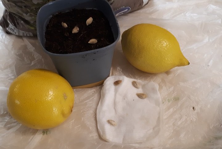 Semis de pépins de citron, la matériel
