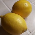 Semis de pépins de citron