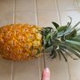 Bouturer l'ananas