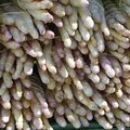 Quelles différences entre les asperges blanches, violettes et vertes ?