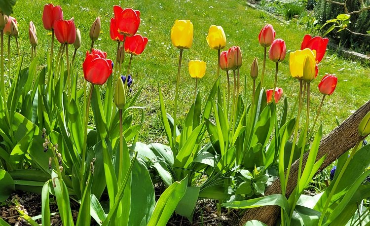 La grande famille de tulipes