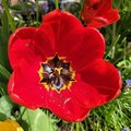 Tulipes défleuries, que faire ?