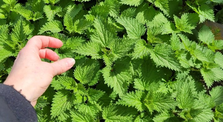 Pour aller plus loin avec Stéphanie Berthaud, Naturopathe