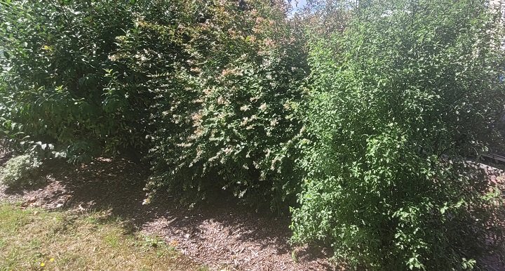 Comment évaluer la place disponible pour un arbuste ?