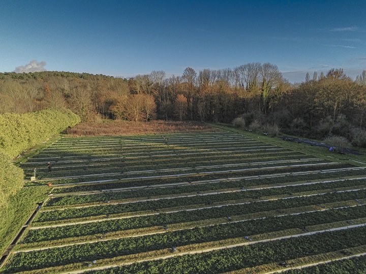 Cressonnière - Crédit : © Patrick Lévêque