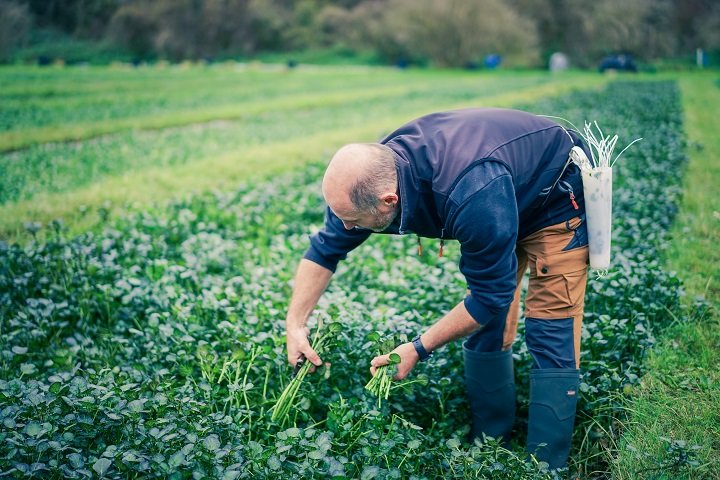 Récolte du cresson - Crédit : © Maxime Henry - Fermes and Co