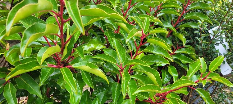 Laurier du portugal - Cr&eacute;dit : S.Chaillot