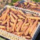 6 l&eacute;gumes &agrave; semer en septembre pour avoir des r&eacute;coltes en hiver
