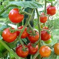 Naissance d'une tomate