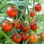 Naissance d'une tomate