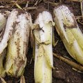 La culture de l'endive (chicorée ou chicon) : du semis à la récolte