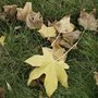 Que faire des feuilles d'arbres qui tombent à l'automne ?