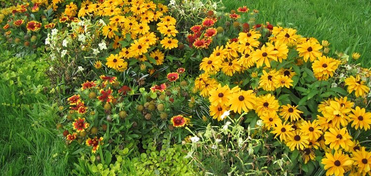 Vivaces à planter en septembre-octobre