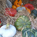 Automne 2009 - Fête des plantes - Fruits et légumes d'hier et d'aujourd'hui à Saint-Jean de Beauregard (91)