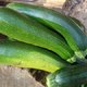 Fleur mâle et fleur femelle de la courgette