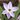 Plantation de bulbes de triteleia uniflora