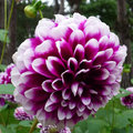 Hivernage des dahlias