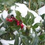 Les bons réflexes quand il neige au jardin