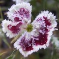 Le givre au jardin