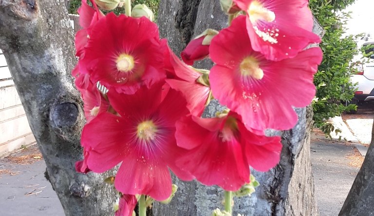 Les bisanuelles, toujours des succès au jardin