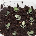 Bouturer le kalanchoe daigremontiana