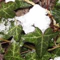 La neige au jardin