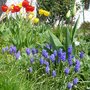 Le jardin de jardinier-amateur au printemps