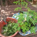 Plantation de tomates