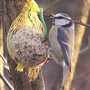 Nourrir les oiseaux en hiver au jardin