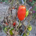 Les maladies de la tomate