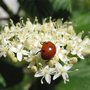 Ensemble, construisons l'histoire de la coccinelle