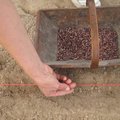 Semis de toutes les variétés de haricots