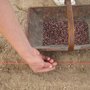 Semis de toutes les variétés de haricots