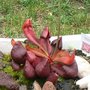 Sarracenia Flava et  x Courtii