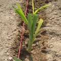 Plantation de poireaux