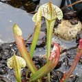 Sarracenia  Purpurea  Venosa et Sarracenia x Umlauftiana