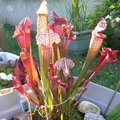 Sarracenia : 'Juthatip Soper' et 'Paradisia Red Form' 